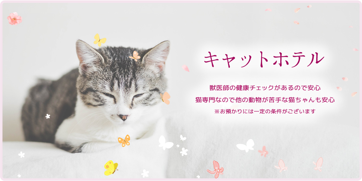 キャットクリニック広島