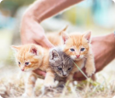 仔猫を保護したら