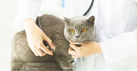 セカンドオピニオン