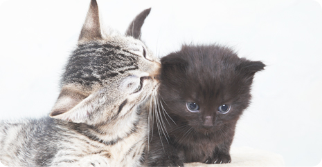 スタンダードコース