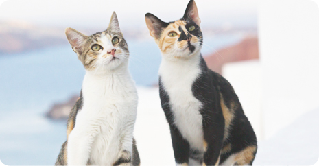 スタンダードコース