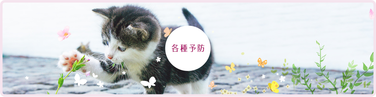 猫の予防